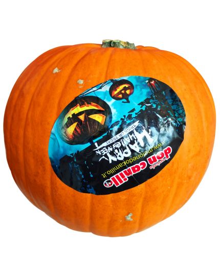 Zucca Vera Decorativa da Intagliare Halloween Dai 3 ai 4Kg